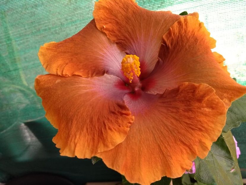  - Tahitian Sophistication