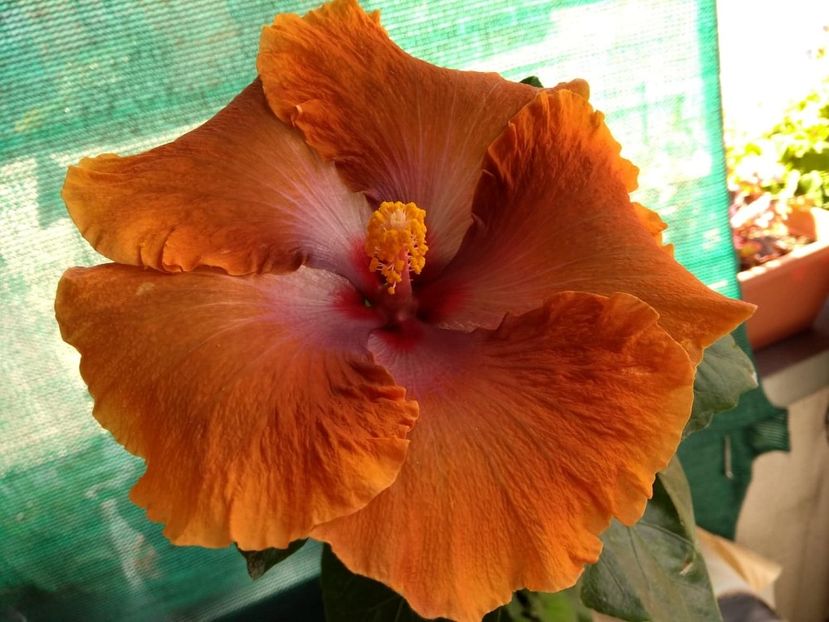  - Tahitian Sophistication