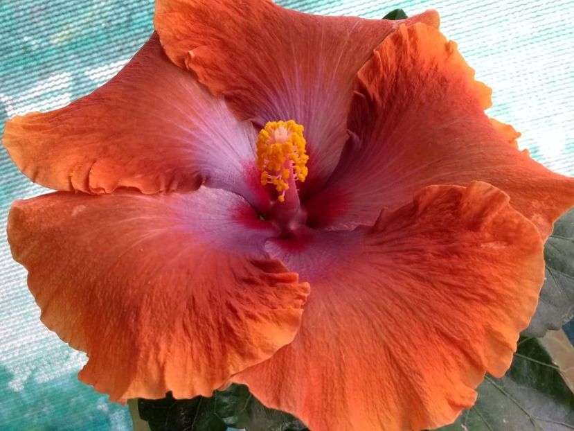Tah.Sophistication - 0Hibiscus in colectie infloriti