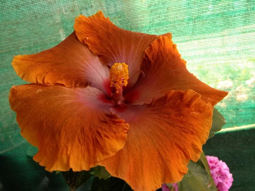  - Tahitian Sophistication