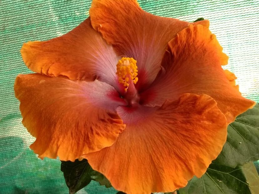  - Tahitian Sophistication