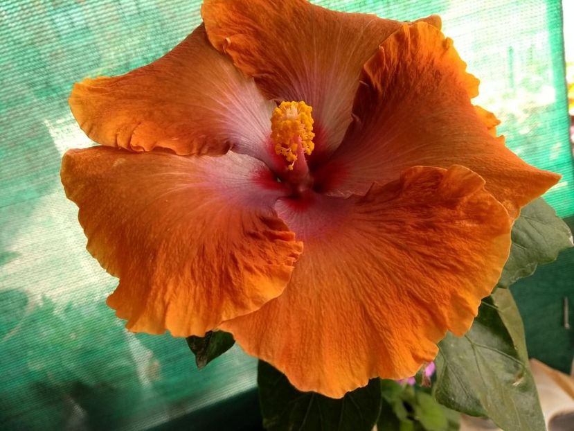  - Tahitian Sophistication