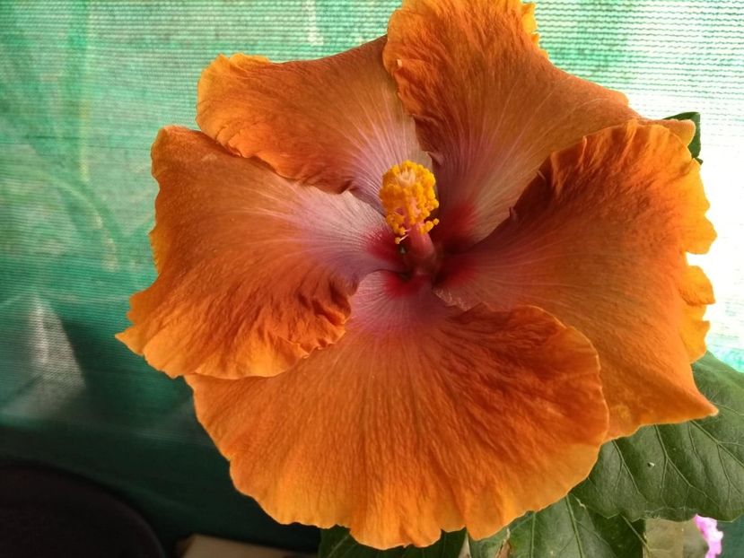  - Tahitian Sophistication