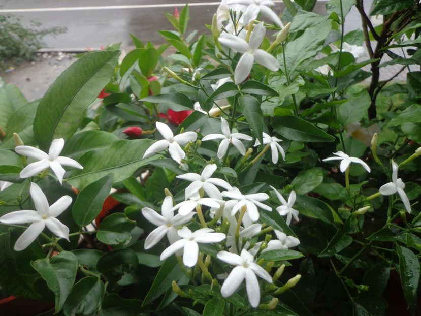 Jasmin azoricum - In glastra