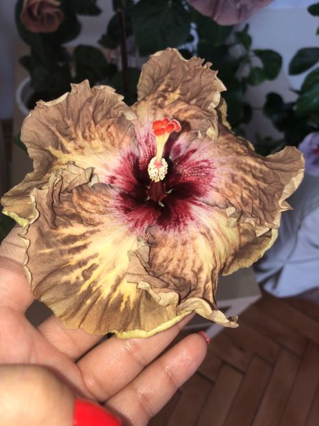 1237DB6C-C643-4263-A502-CBD9DDA99ECA - Flori 2018