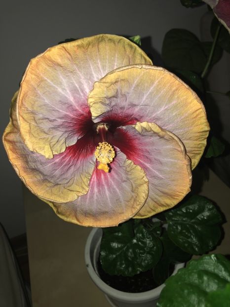 8209261D-23E3-4771-9CB4-96401A980F1F - Flori 2018