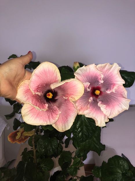 100BD3D3-DC05-4EEF-AE74-325C2A1499EF - Flori 2018