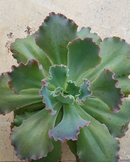 Echeveria Lady Aquarius - Echeveria