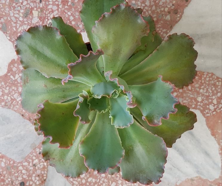  - Echeveria