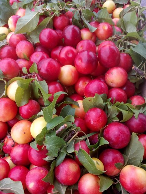 Corcodus rosu2 - POMI SOIURI VECHI ROMANESTI