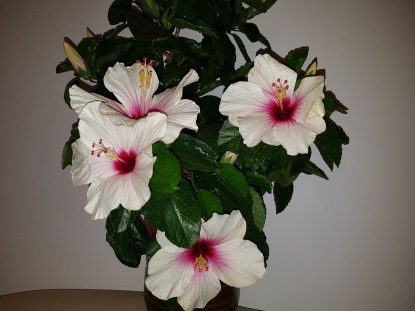  - Hibiscus Butterfly