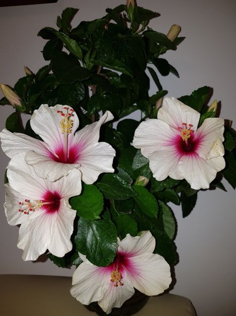  - Hibiscus Butterfly