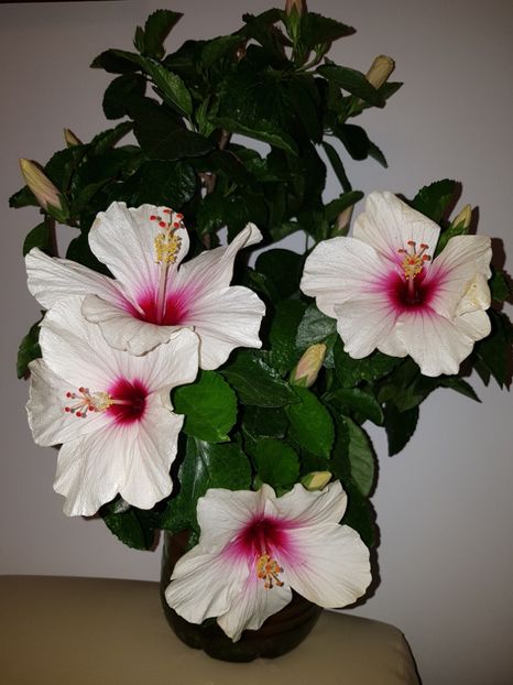  - Hibiscus Butterfly