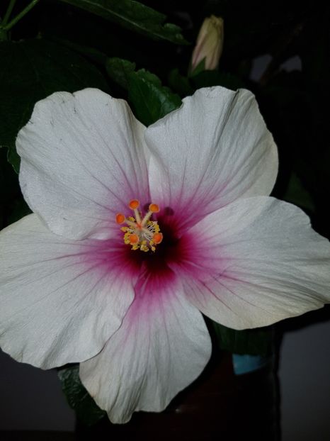  - Hibiscus Butterfly