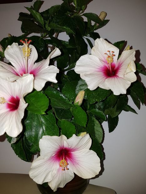  - Hibiscus Butterfly