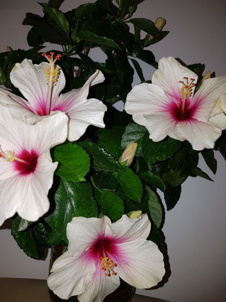  - Hibiscus Butterfly