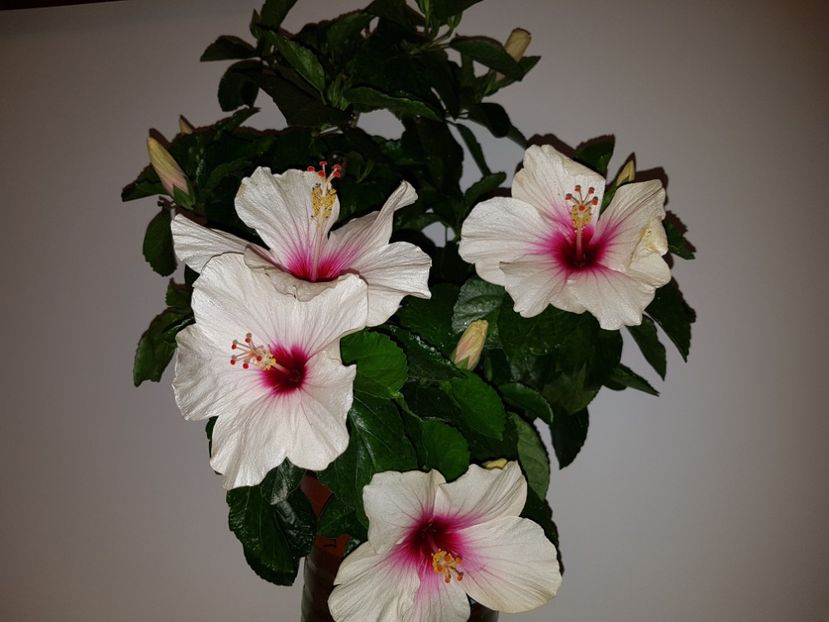  - Hibiscus Butterfly