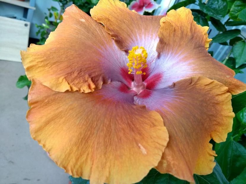  - Tahitian Sophistication