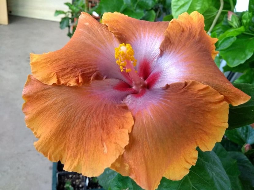 Tah.Sophistication - 0Hibiscus in colectie infloriti