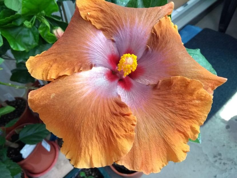 36782655_2045925342147570_4452234425555484672_n (1) - Tahitian Sophistication