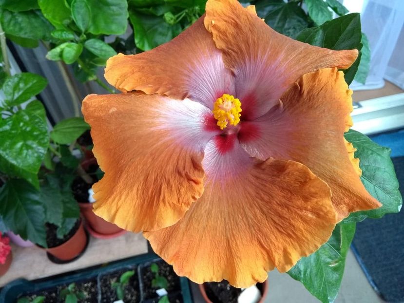  - Tahitian Sophistication