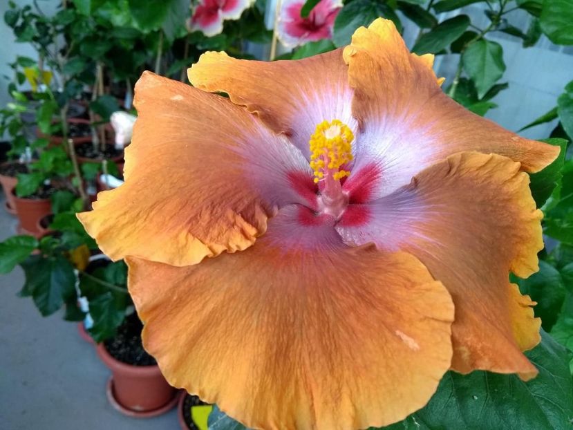  - Tahitian Sophistication