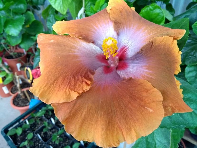  - Tahitian Sophistication