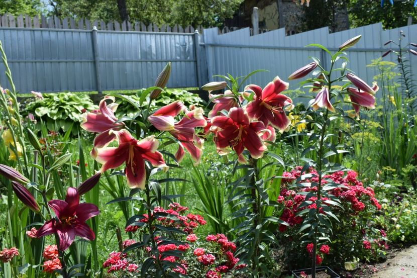 Nety s pride - Crini asiatici si orientali 2018