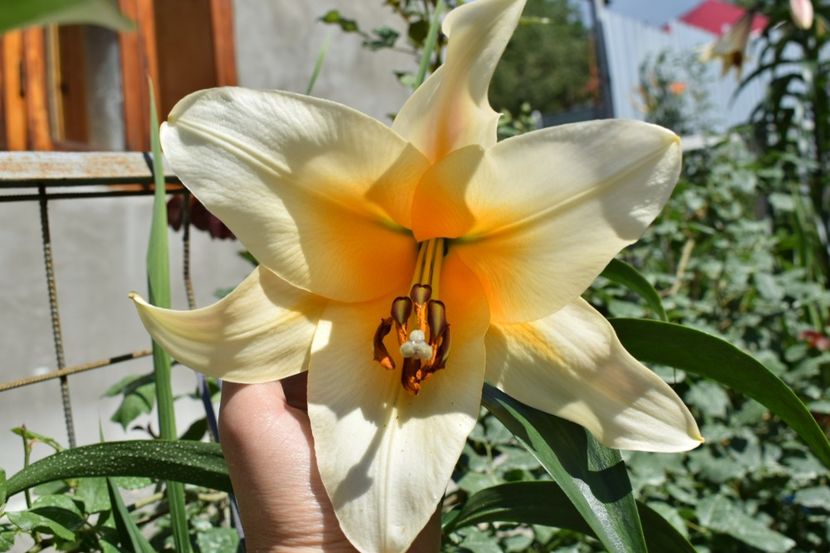  - Crini asiatici si orientali 2018