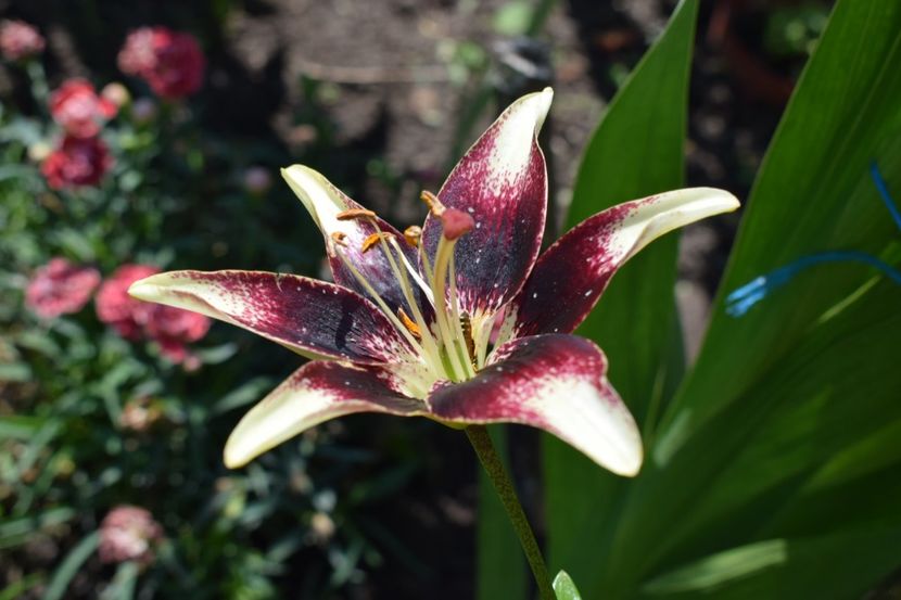  - Crini asiatici si orientali 2018