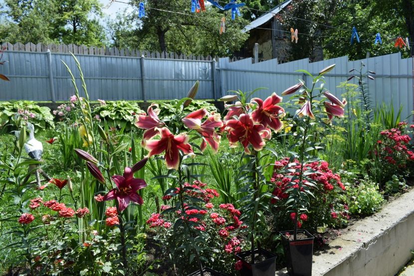  - Crini asiatici si orientali 2018