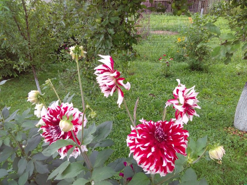  - AAAA_DALII 2015_2017_2018_2019_2020_2023