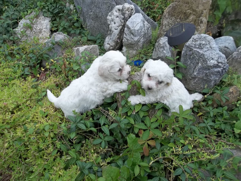  - Catei bichon maltese