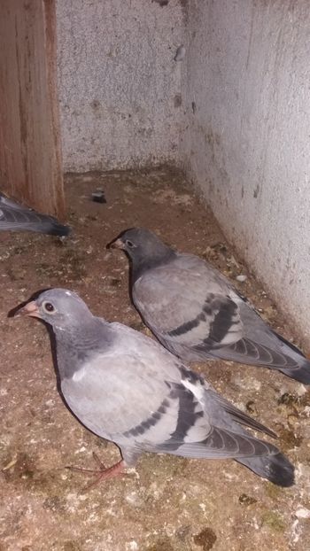 Amândoi sunt din lotul al doilea - LOT 2018