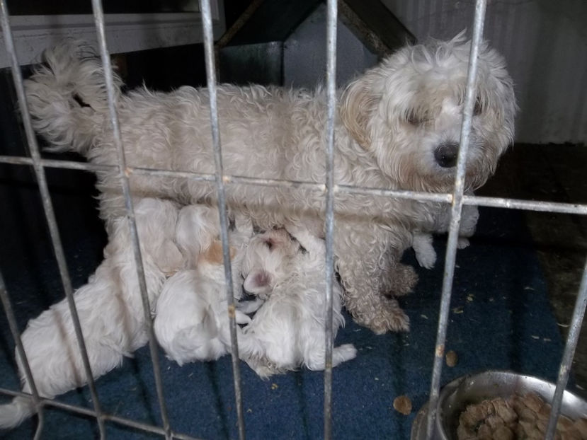  - Catei bichon maltese