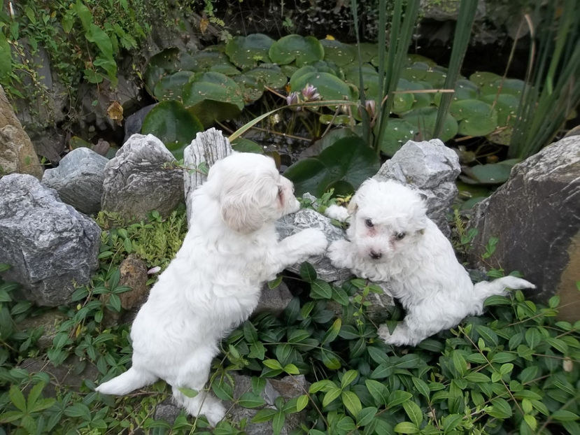  - Catei bichon maltese