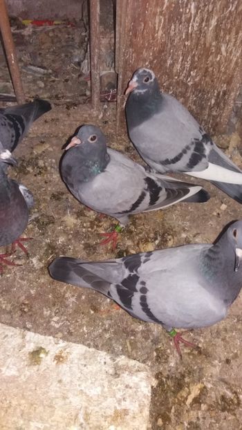 Lotul unu cu penele albe - LOT 2018