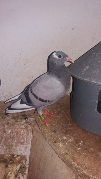 Cel mai mic si lotul unu - LOT 2018