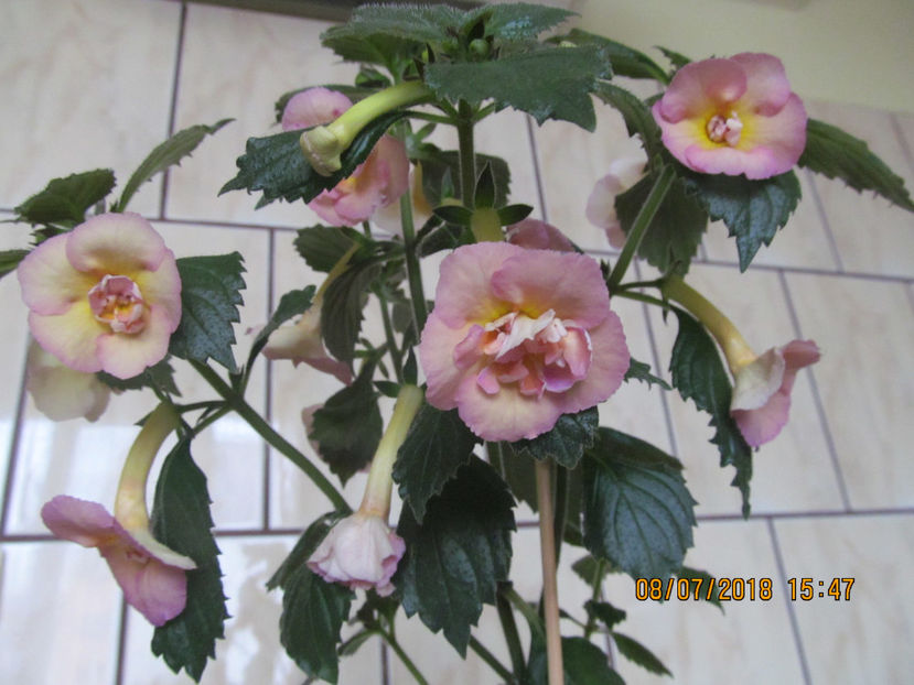  - Yellow English Rose