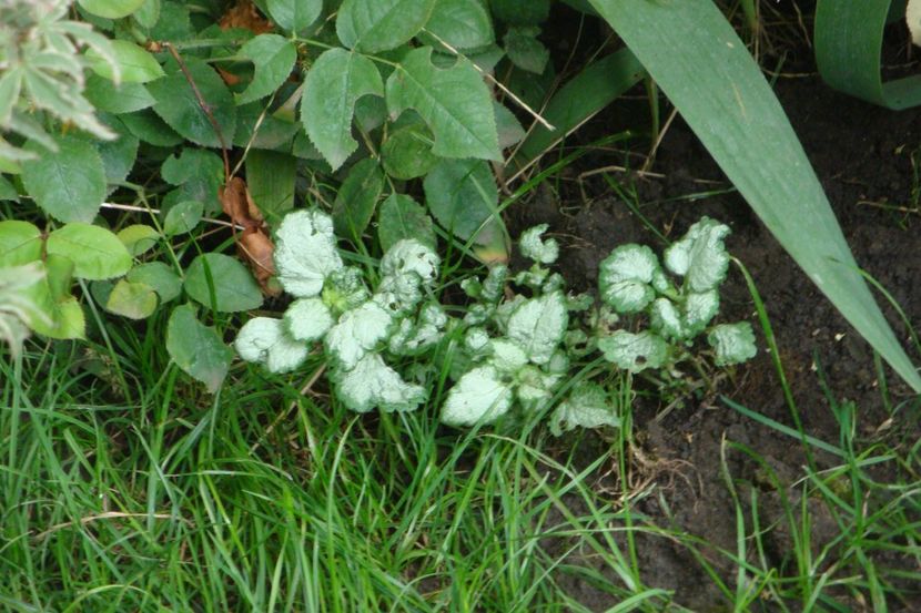  - Heuchera Hosta si altele