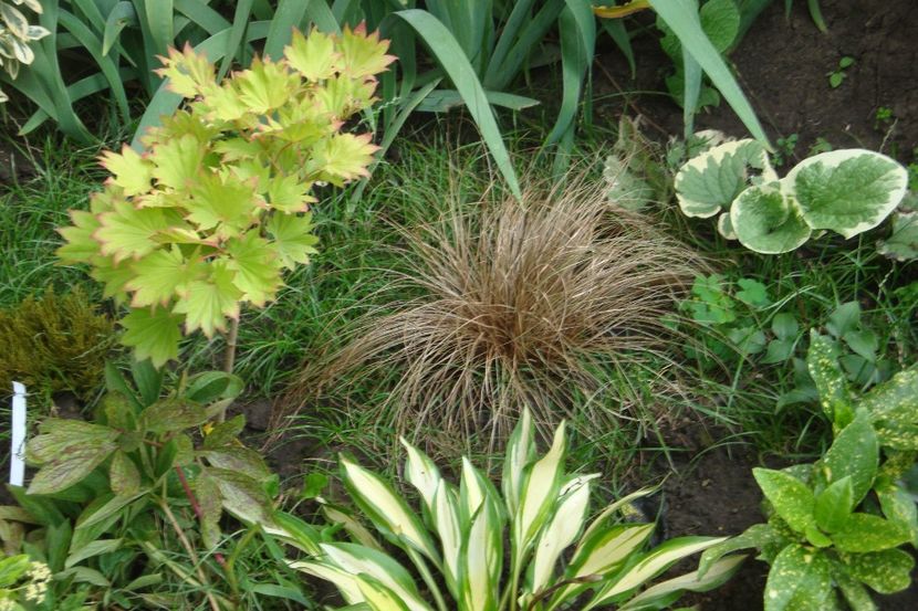  - Heuchera Hosta si altele