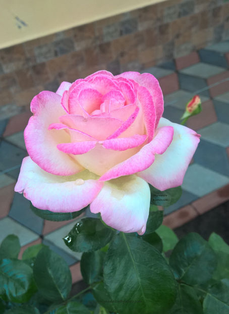 valynedelcu@yahoo.com peisaje0408 - Ella