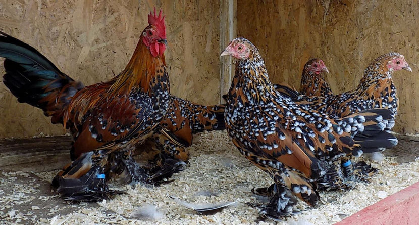  - 04B-MII DE FLORI PORTELAN 2018