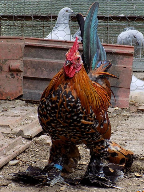  - 04B-MII DE FLORI PORTELAN 2018