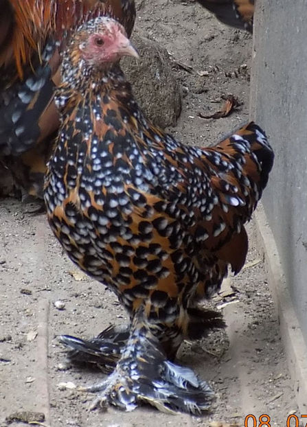  - 04B-MII DE FLORI PORTELAN 2018