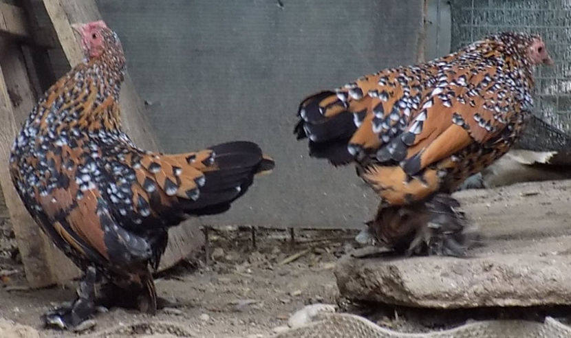  - 04B-MII DE FLORI PORTELAN 2018