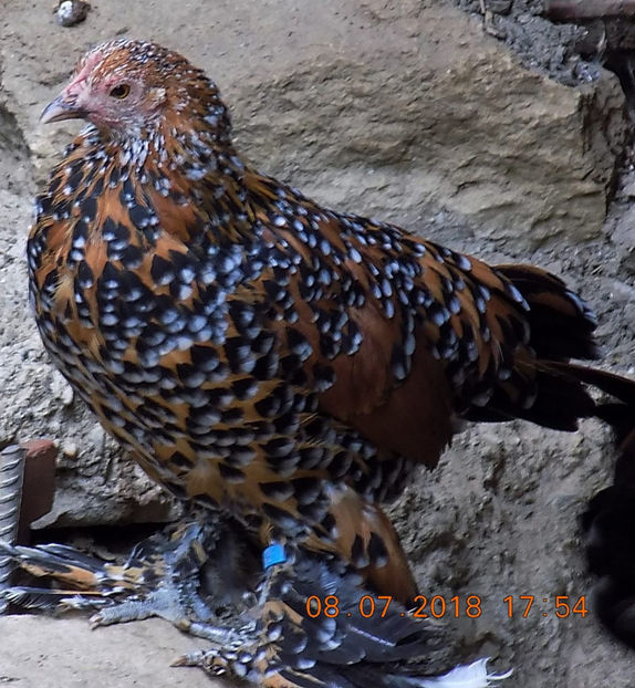  - 04B-MII DE FLORI PORTELAN 2018