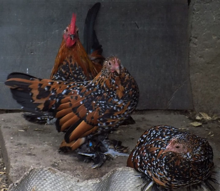  - 04B-MII DE FLORI PORTELAN 2018