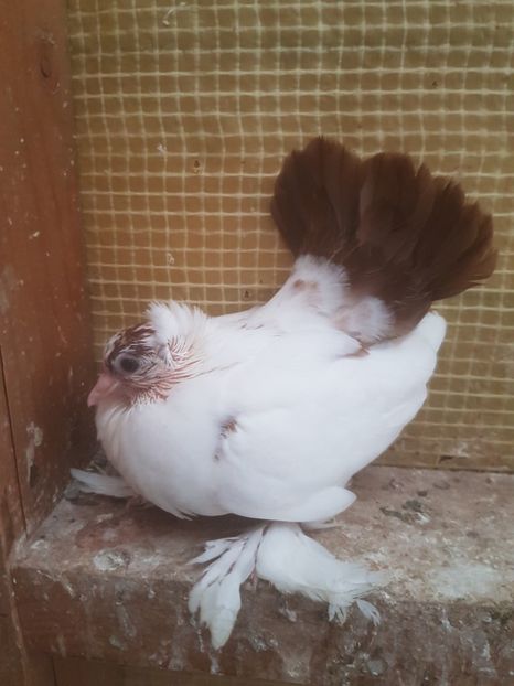  - NORDCAUCAZIAN cu coada rosie red tail pigeons
