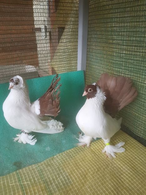  - NORDCAUCAZIAN cu coada rosie red tail pigeons